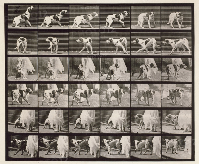 Dog, 1872-1885.  Creator: Eadweard J Muybridge.