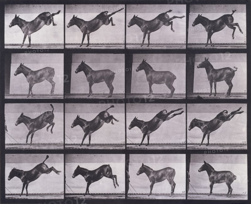Mule, kicking, Ruth, 1872-1885.   Creator: Eadweard J Muybridge.