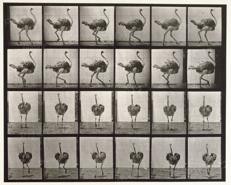 Ostrich, 1872-1885. Creator: Eadweard J Muybridge.