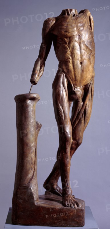 Standing écorché figure, mid 18th century? Creator: Unknown.