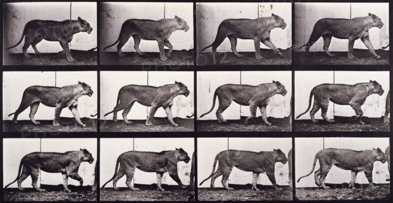 Lioness walking, 1872-1885.  Creator: Eadweard J Muybridge.