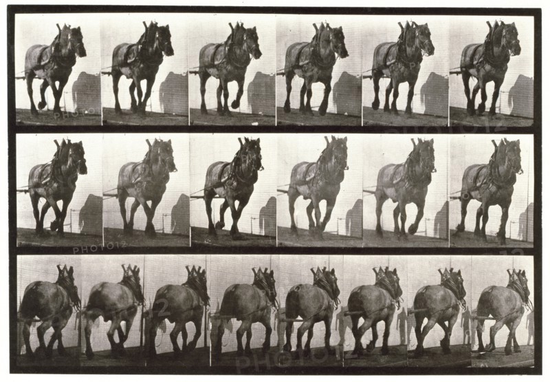 Hauling, 1872-1885.  Creator: Eadweard J Muybridge.
