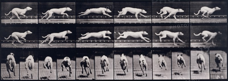Dog, 1872-1885.   Creator: Eadweard J Muybridge.