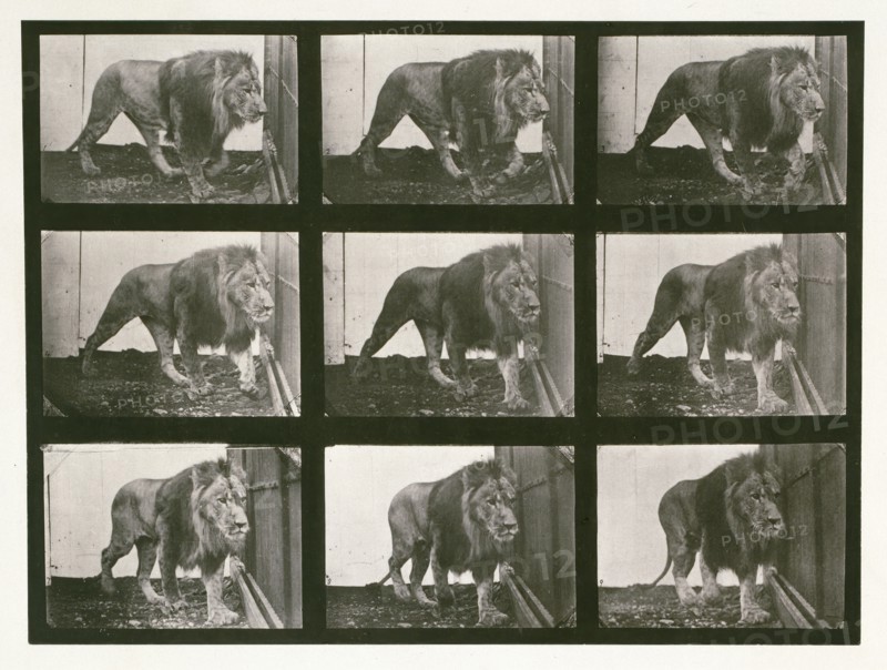 Lion, 1887.  Creator: Eadweard J Muybridge.