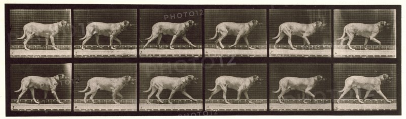 Dog, 1872-1885.  Creator: Eadweard J Muybridge.