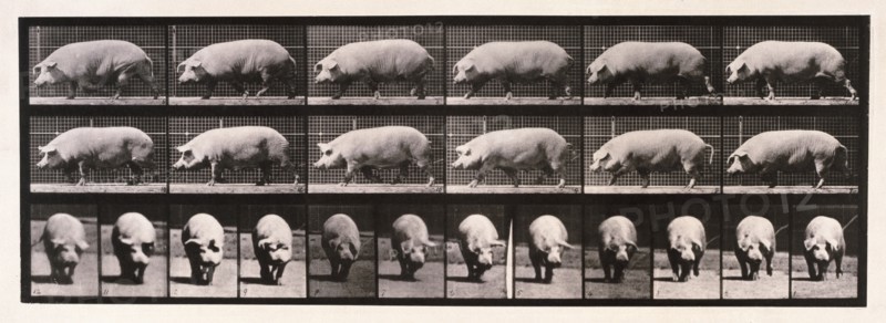 Sow walking, 1872-1885.  Creator: Eadweard J Muybridge.