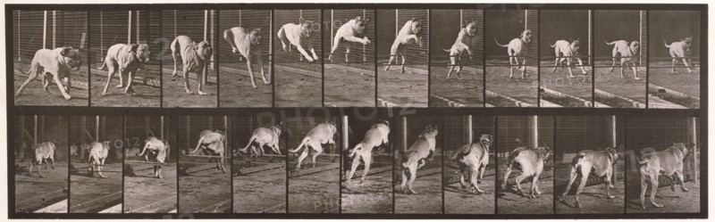 Dog, 1872-1885.  Creator: Eadweard J Muybridge.