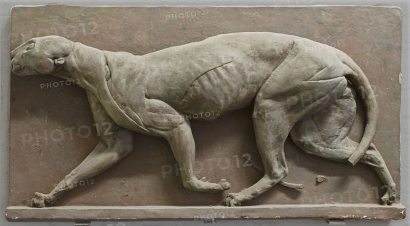 Écorché Panther, mid-late 18th century?  Creator: George Stubbs.