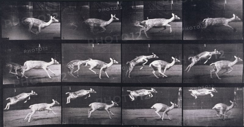 Fallow deer, 1872-1885.  Creator: Eadweard J Muybridge.