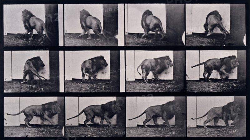Lion walking, turning around, 1872-1885.  Creator: Eadweard J Muybridge.