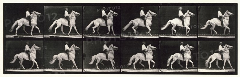 Ambling, (single foot), 1872-1885.  Creator: Eadweard J Muybridge.