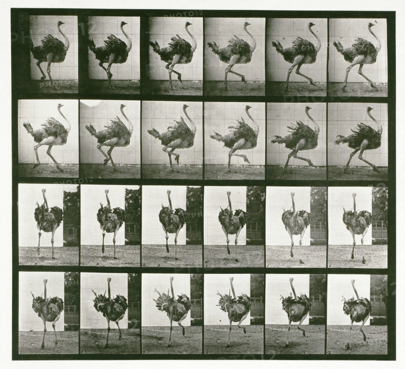 Ostrich, 1872-1885. Creator: Eadweard J Muybridge.
