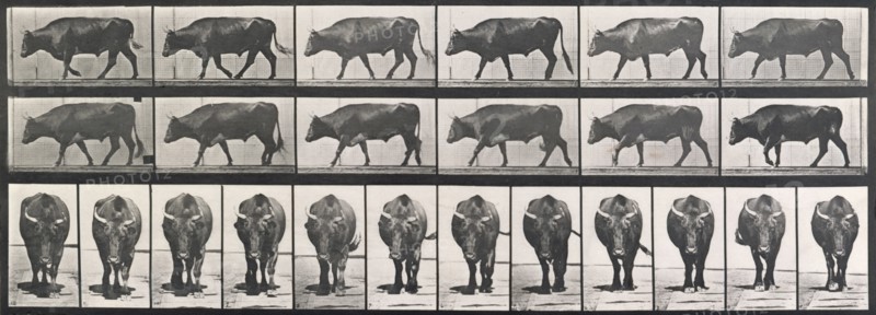 Ox walking, 1872-1885.  Creator: Eadweard J Muybridge.