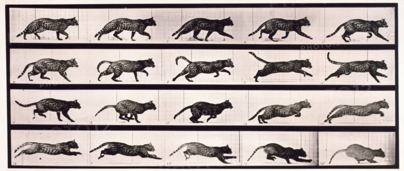 Cat, 1872-1885.  Creator: Eadweard J Muybridge.