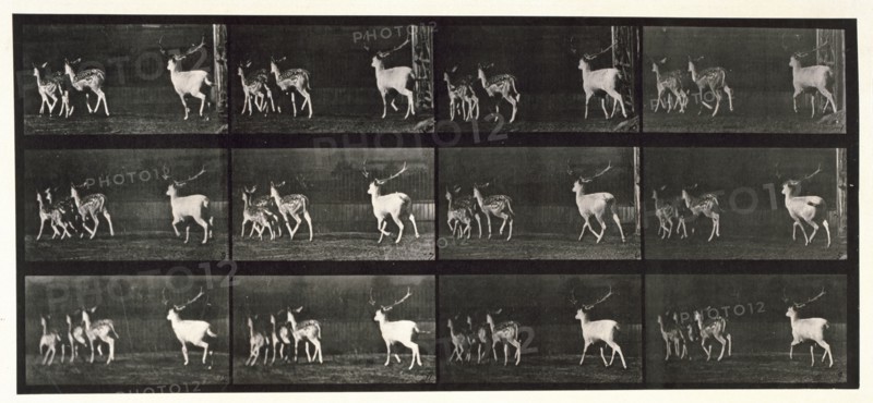 Fallow deer, 1872-1885.  Creator: Eadweard J Muybridge.