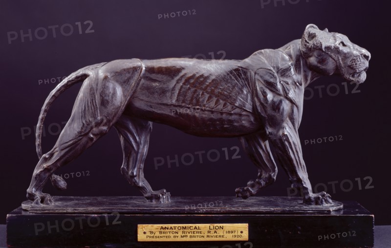 Anatomical Lion, 1897-99. Creator: Briton Riviere.