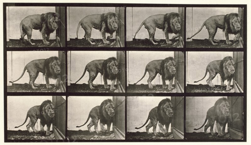 Lion, 1872-1885.  Creator: Eadweard J Muybridge.