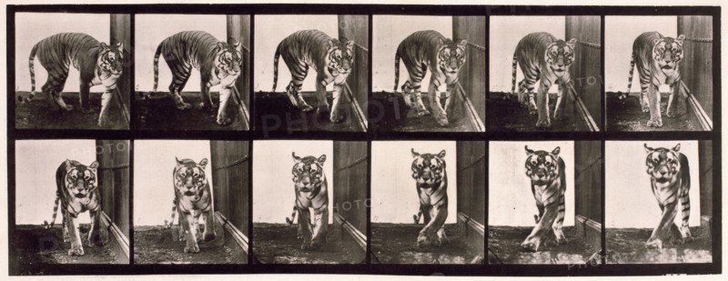 Tigress, 1872-1885.  Creator: Eadweard J Muybridge.