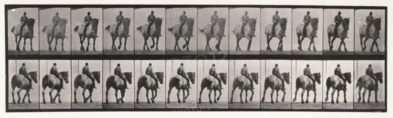 Walking , 1872-1885.  Creator: Eadweard J Muybridge.