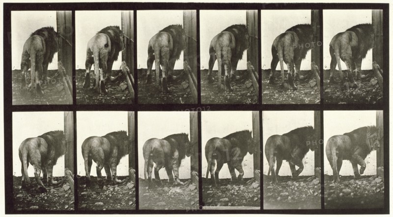 Lion walking turning around, 1872-1885.  Creator: Eadweard J Muybridge.