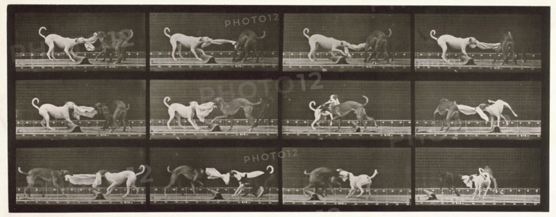Dogs, 1872-1885.  Creator: Eadweard J Muybridge.