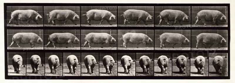 Sow, 1872-1885.  Creator: Eadweard J Muybridge.