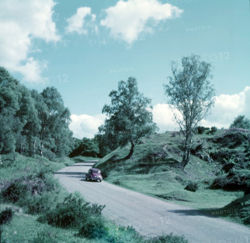 Forest of Dean, c1955.  Creator: Arthur Charles Kirby Ware.