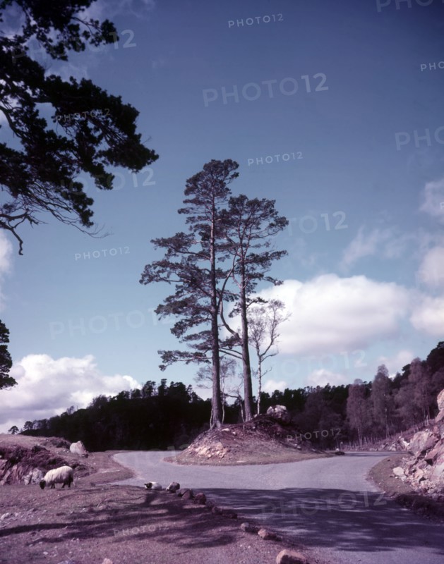 New road and firs, Glen Affric, Scotland, c1955. Creator: Arthur Charles Kirby Ware.