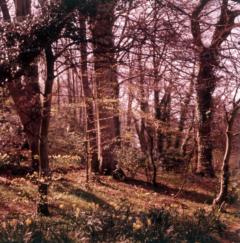 Woodland walk, Palace Hotel, Torquay, Devon, c1955.  Creator: Arthur Charles Kirby Ware.