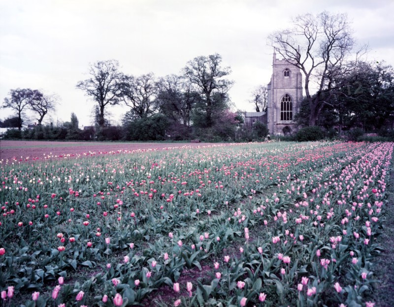 Tulip field near Spalding, Lincolnshire, c1955.  Creator: Arthur Charles Kirby Ware.