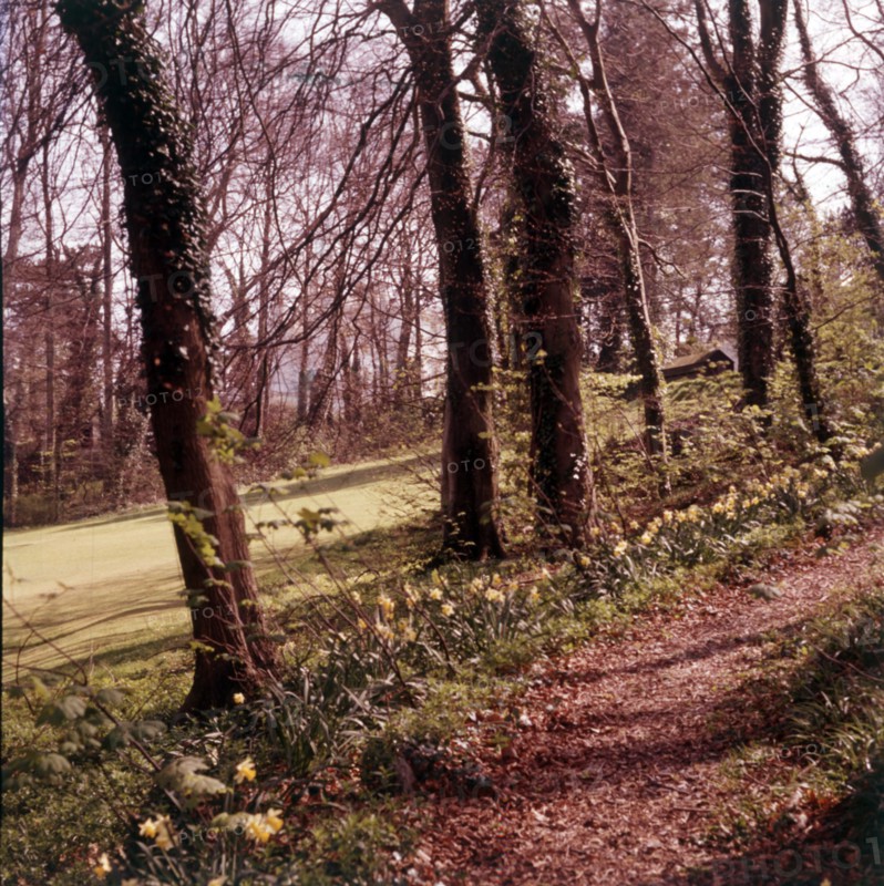 Woodland walk, Palace Hotel, Torquay, Devon, c1955.  Creator: Arthur Charles Kirby Ware.
