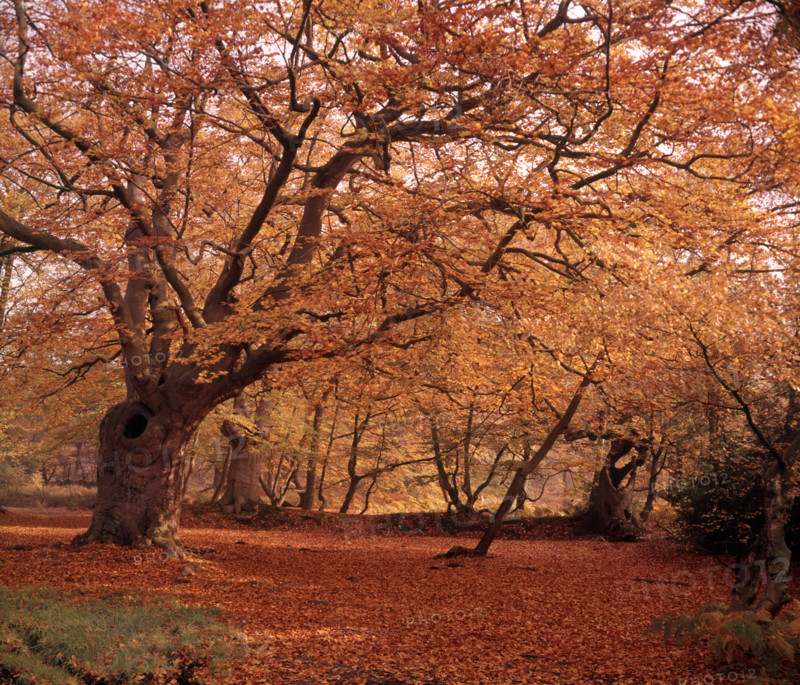 Autumn at Burnham Beeches, Buckinghamshire, c1955.  Creator: Arthur Charles Kirby Ware.