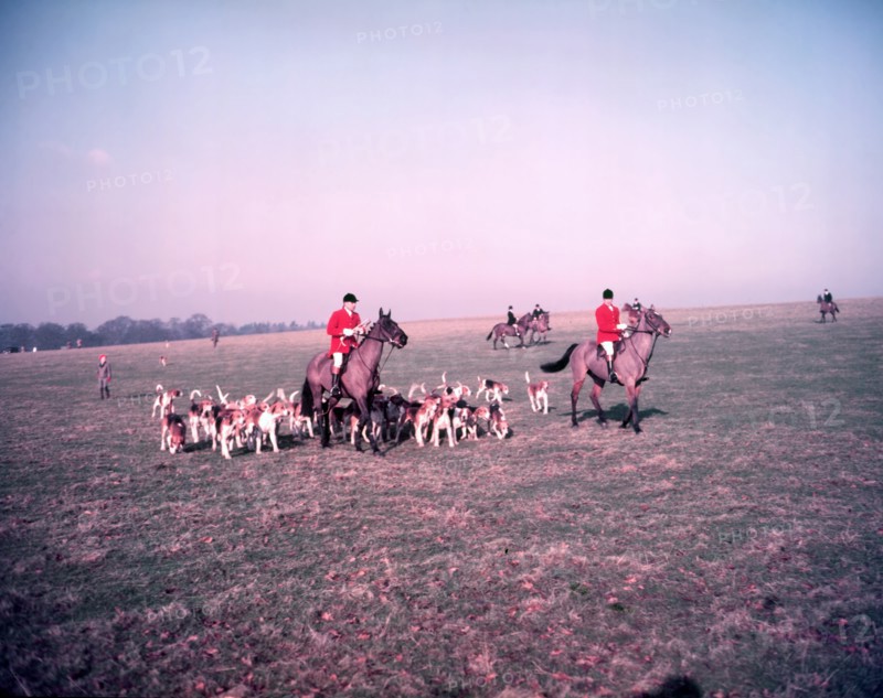 Hunt of Woburn Abbey, Bedfordshire, c1955.  Creator: Arthur Charles Kirby Ware.