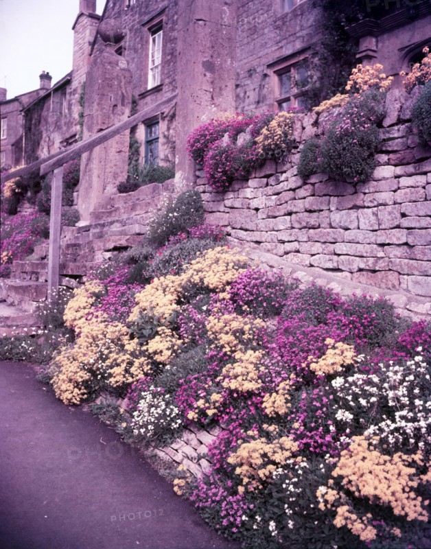 Spring flowers, Blockley, Gloucestershire, c1955. Creator: Arthur Charles Kirby Ware.
