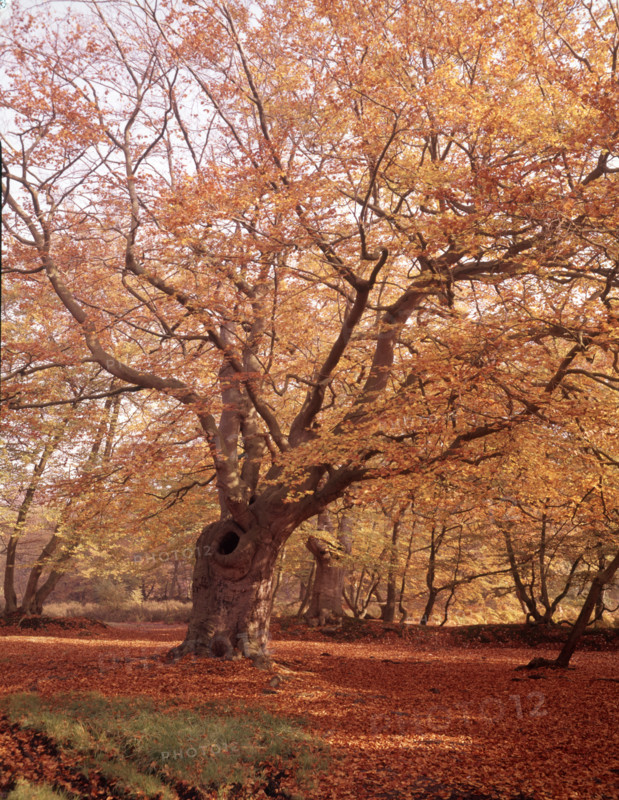 Autumn at Burnham Beeches, Buckinghamshire, c1955.  Creator: Arthur Charles Kirby Ware.