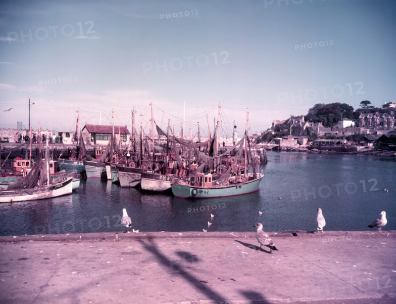 Gulls and boats in Brixham Harbour, Devon, c1955. Creator: Arthur Charles Kirby Ware.