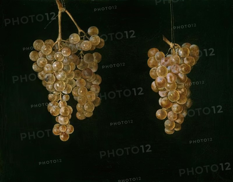 Two Bunches of Grapes with a Fly, 1630-1644. Creator: Miguel de Pret.