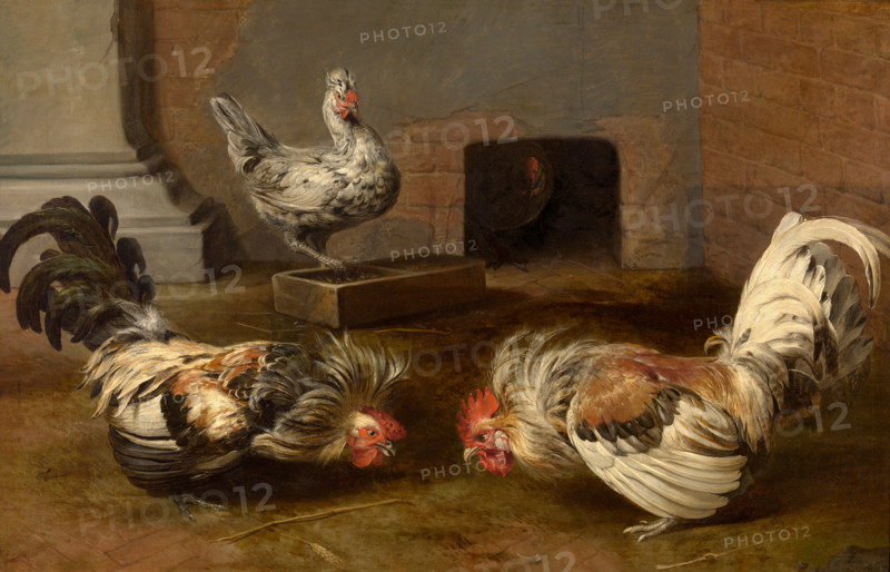 Fighting Cocks. Creator: Frans Snyders.