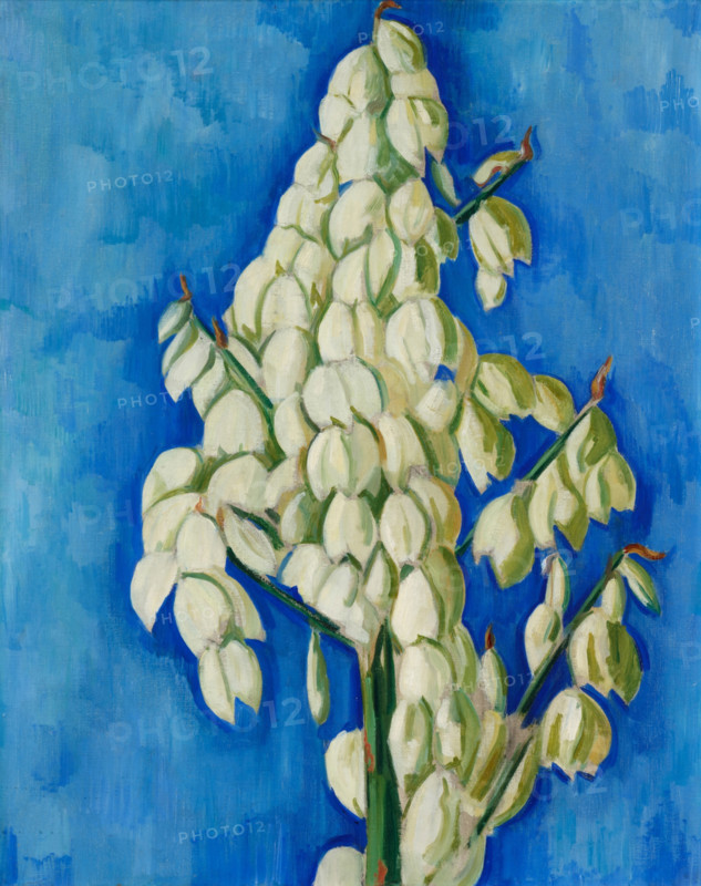 White Yucca, 1928. Creator: Marsden Hartley.