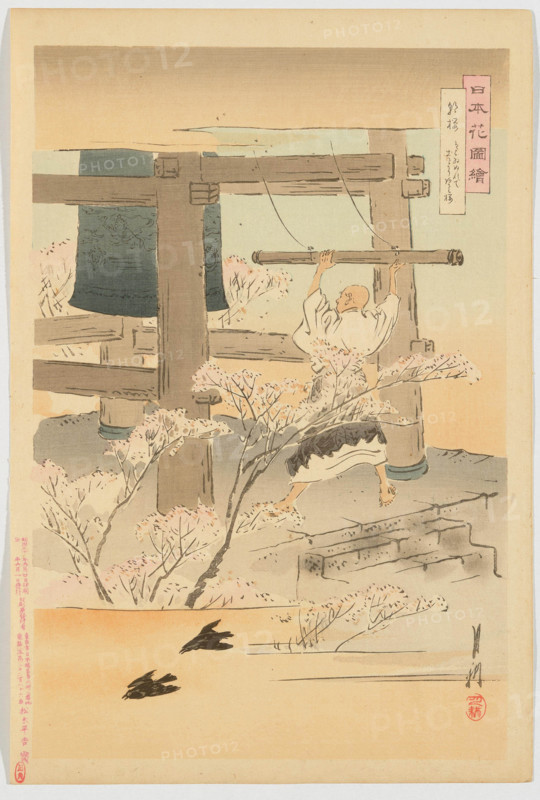 Cherry Blossoms in the Morning, from the series "Pictures of the Flowers of Japan" (Nihon... 1898. Creator: Ogata Gekko.