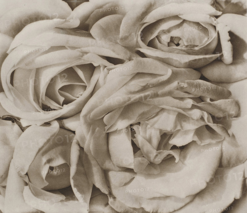 Roses, Mexico, 1924. Creator: Tina Modotti.