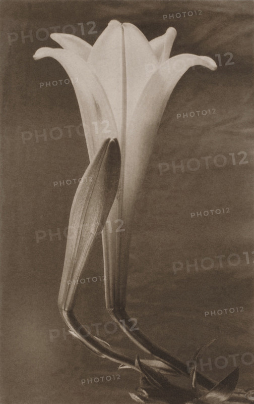Easter Lily and Bud, c1925. Creator: Tina Modotti.