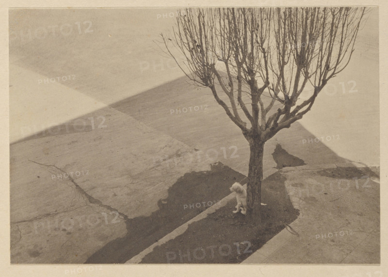 Tree with Dog, 1924. Creator: Tina Modotti.