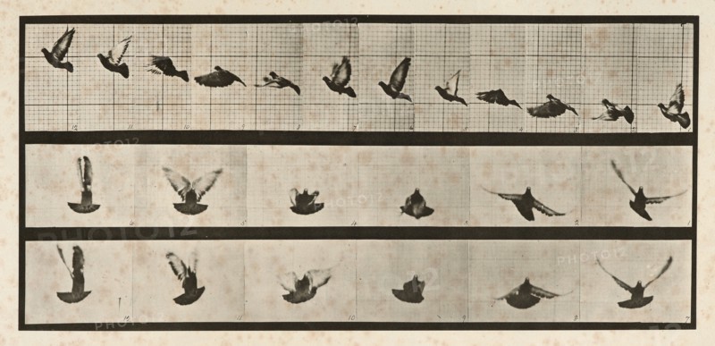 Pigeon; flying, 1872-1885. Creator: Eadweard J Muybridge.