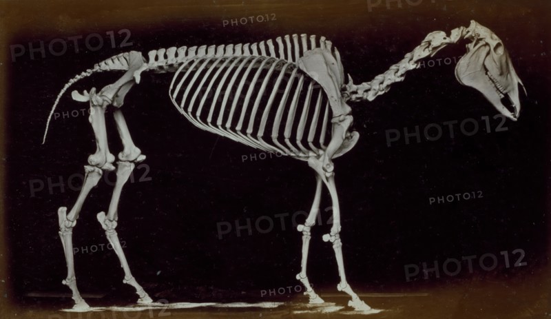 Skeleton of horse, standing, 1881. Creator: Eadweard J Muybridge.