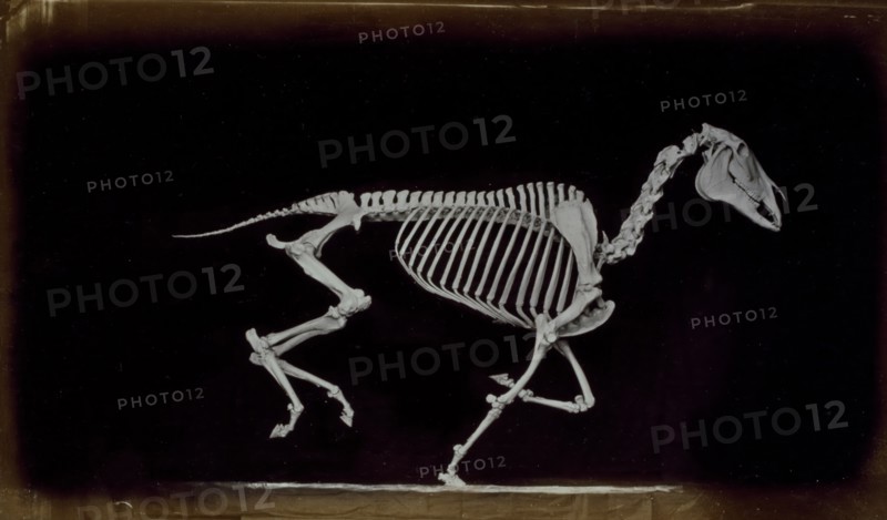 Skeleton of horse, running, leaving the ground, 1881. Creator: Eadweard J Muybridge.