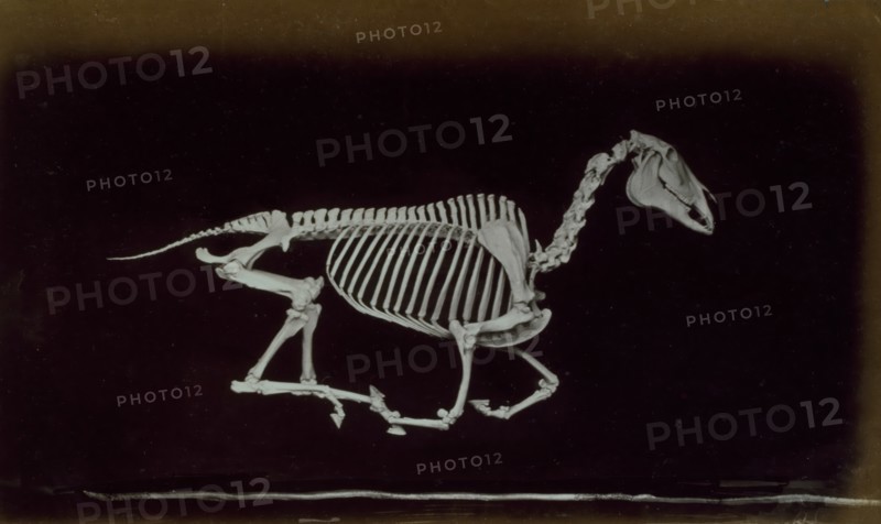 Skeleton of horse, off the ground whilst running, 1881. Creator: Eadweard J Muybridge.