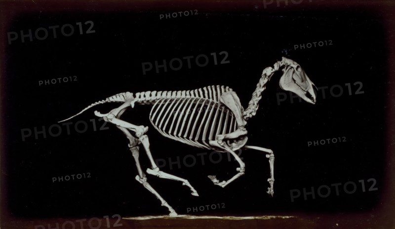 Skeleton of horse, contact with the ground whilst running, 1881. Creator: Eadweard J Muybridge.