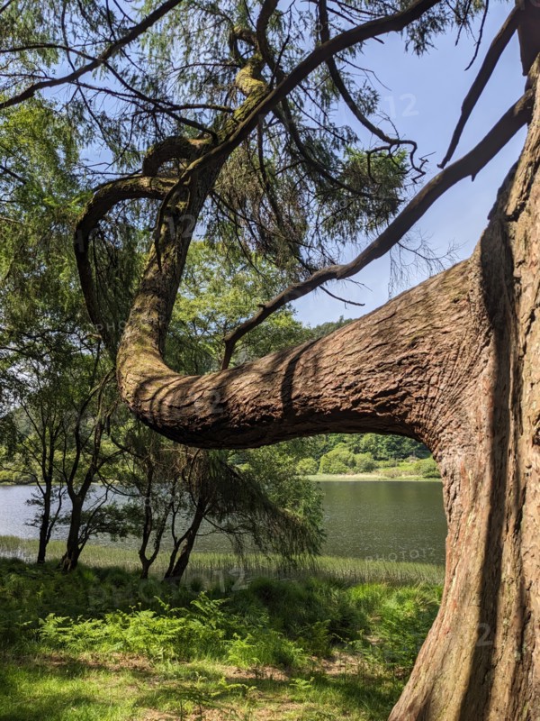 Tree by the upper lake, Glendalough, Wicklow, Ireland, June 2026. Creator: Amanda Waite.