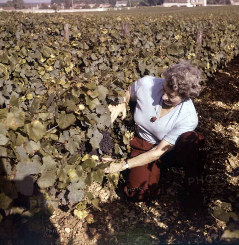 Vineyards at Clos de Vougeot, near Beaune, Côte d'Or, France, c1955. Creator: Arthur Charles Kirby Ware.